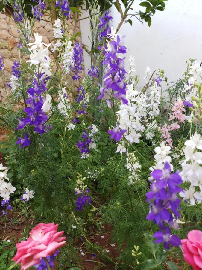 Oda ve Kahvaltı Mystery Garden *