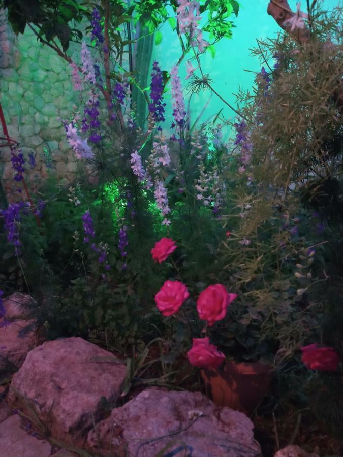 Mystery Garden Oda ve Kahvaltı