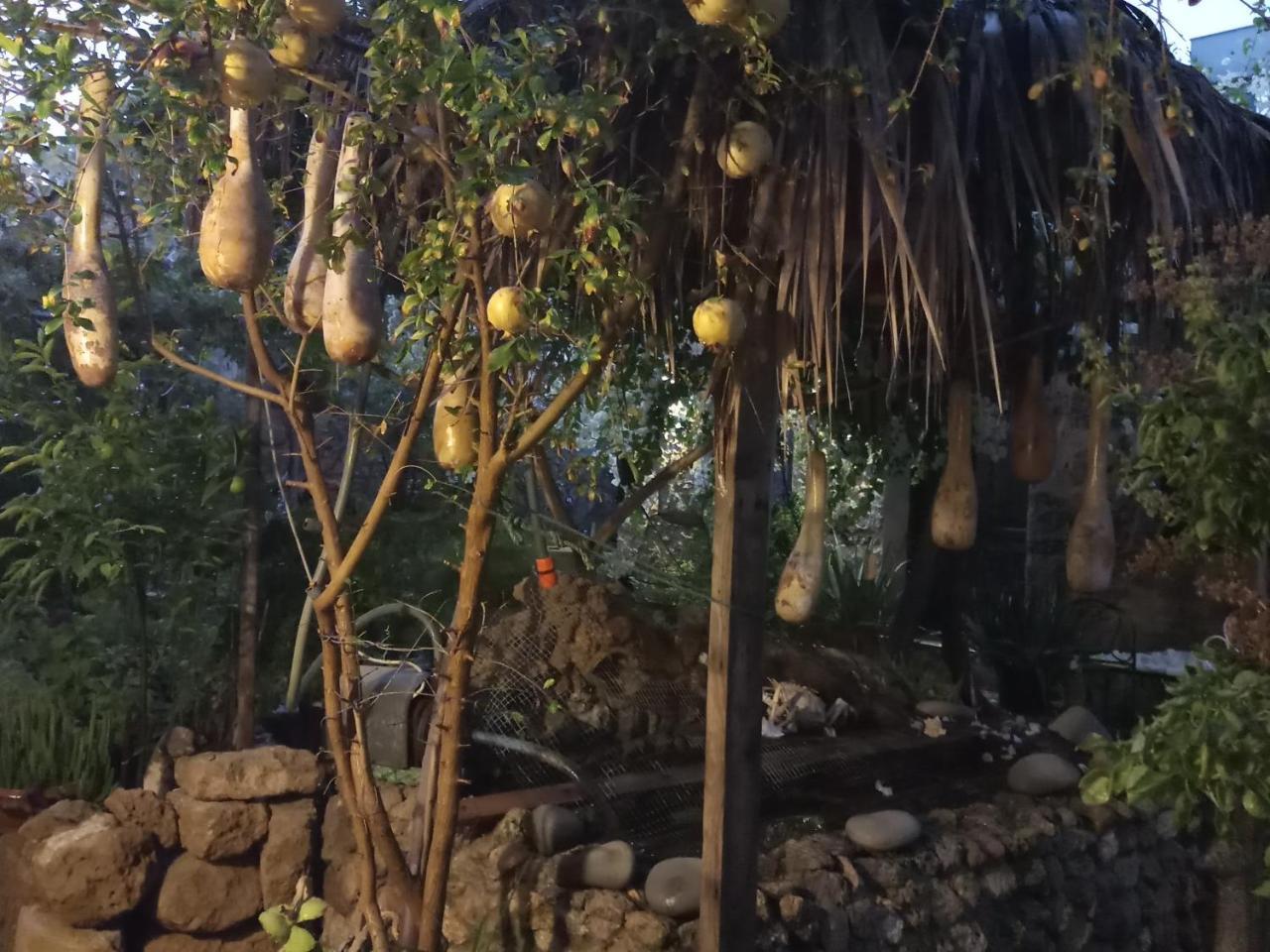 Mystery Garden